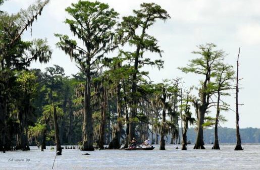 Bass fishing Louisiana swamp