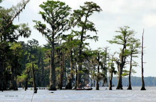 Bass fishing Louisiana swamp Bass fishing Louisiana swamp