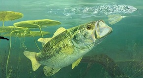 top water lures bass fishing techniques