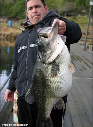 spawning female bass