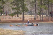 cabin rental bass lake