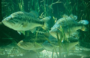 cold weather fishing bass staging in a group