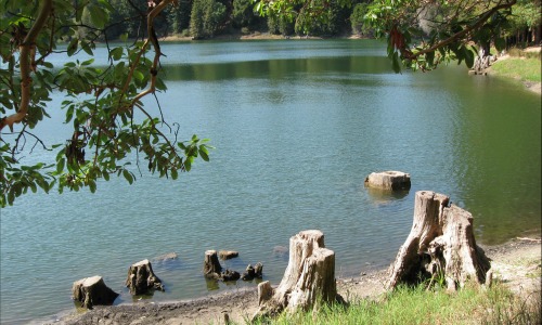 bass bed around stumps in shallow water bass bed around stumps in shallow water