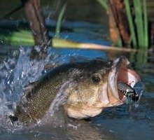 bass in lake and weeds