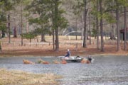 cabin rental bass lake