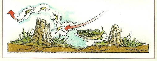 crankbait hitting stump crankbait hitting stump