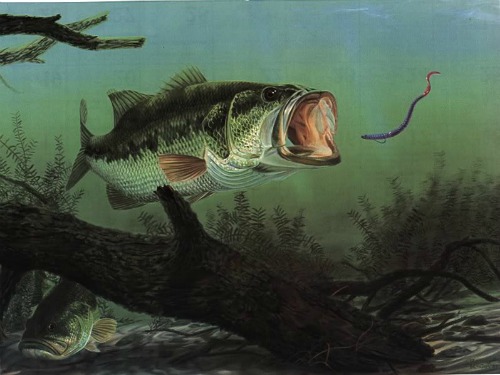 largemouth bass eating plastic worm