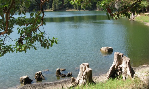 bass bed around stumps in shallow water